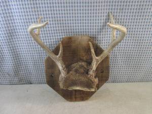 lot 186 image: (FS) 6-Point Buck Antler Mount to W...