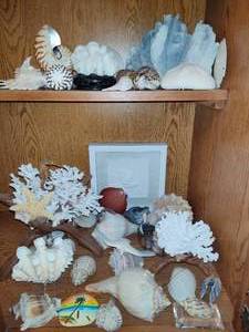 lot 186 image: Lot of Corals & Shells