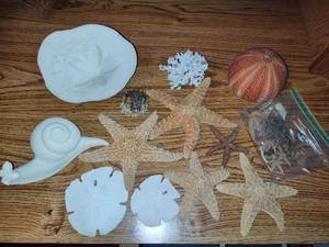 lot 187 image: Lot of Starfish & Sand Dollars