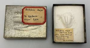 lot 189 image: 1939 Phillipsia Major Pi8idium Casting From Lower Winterfest Jackson Co. In Box