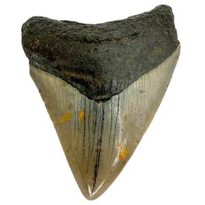 Megalodon Fossil Shark Tooth; North Carolina