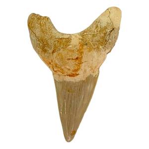 lot 6 image: Otodus Obliquus Fossil Shark Tooth Morocco