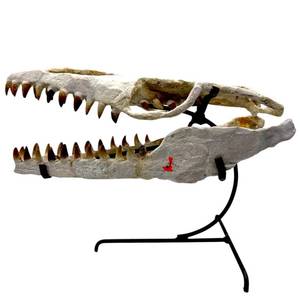 Mosasaurus Skull Fossil; Morocco – Approx. 16 in Display Specimen w/ Stand