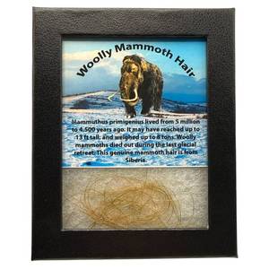 lot 27 image: Woolly Mammoth Hair in Custom Display Siberia  Ice Age Specimen