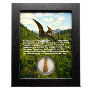 lot 28 image: Pterosaur Tooth in Custom Display Morocco  Cretaceous Period Fossil