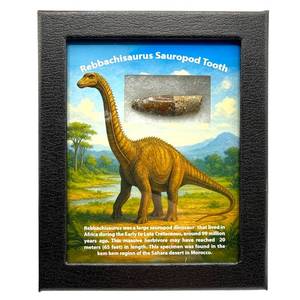lot 29 image: Rebbachisaurus Sauropod Tooth in Custom Display Morocco  Cretaceous Period Fossil