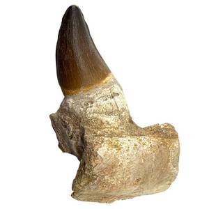 lot 30 image: Mosasaur Tooth in Natural Jaw Matrix Morocco  Approx. 5.5 Fossil Specimen