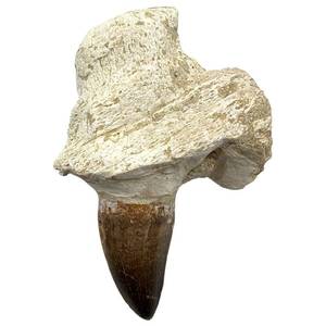 lot 31 image: Mosasaur Tooth in Fossil Jaw Matrix Morocco  Approx. 5 Fossil Specimen