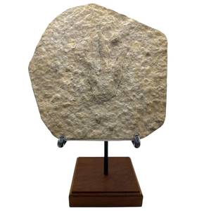 lot 24 image: Coelophysis Dinosaur Footprint Fossil France  Approx. 9 in Track Display w Stand