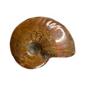 lot 32 image: Polished Ammonite Fossil with Natural Iridescence Madagascar  Approx. 2 Display Specimen