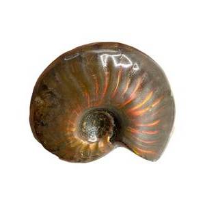 lot 33 image: Polished Ammonite Fossil with Natural Iridescence Madagascar  Approx. 2 Display Specimen