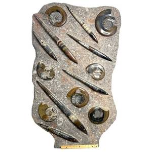 Very Large Decorative Fossil Slab Featuring Orthoceras &amp; Ammonites x Built-in Stand; Morocco – Approx. 4 ft Display Piece (*Edina Location Pick-up)