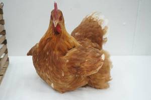 lot 301 image: Taxidermied Chicken and Vintage Wooden Crate