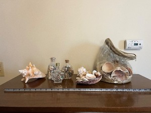 lot 117 image: Seashell Collection with Glass Bottles and Large Conch