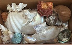 lot 495R image: MB - Seashell Collection Box - Assorted Large Conch & Spiral Shells and More