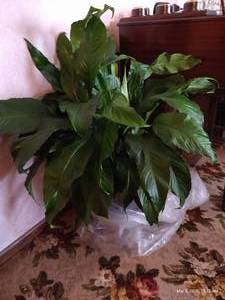 Large Peace Lily Plant - Live Plant