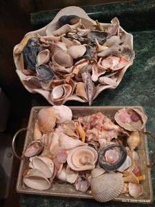 Lot of Seashells