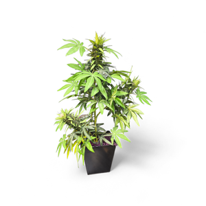 Fake Ganja Plant