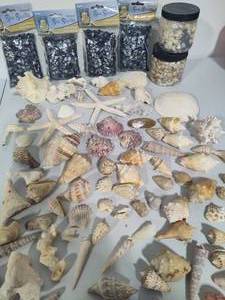 lot 19 image: Large Shell Collection