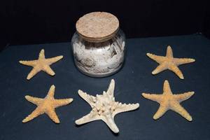 lot 20 image: Collection of Sand Dollars and Starfish