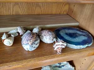 Seashells & Beautiful Geode Slab