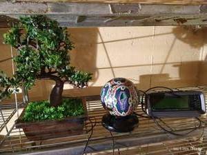 Lighted Plastic Bonsai, Decorative Lamp & Clock Radio