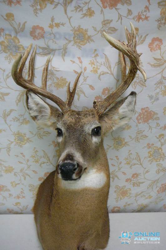 White Tail Deer mount