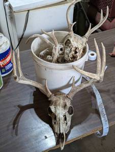 Bucket of Deer Racks with Skulls