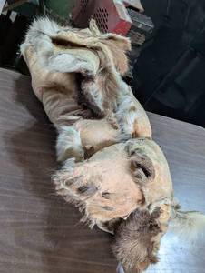 Rolled Up- Deer Hide