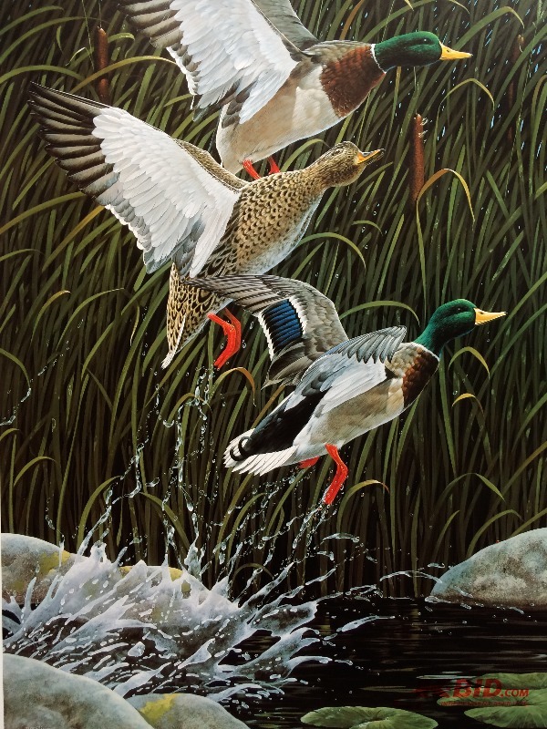 lot 50 image: Into the sky Mallards Large stunning Wildlife print by James Williams Wow this is a really really nice piece 32 X 22 