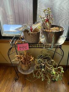 lot 243 image: 2-Tier Metal Plant Stand with 4 Potted Plants - Indoor Garden Display