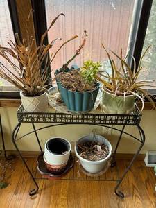 lot 244 image: 2-Tier Plant Stand with Planters - Black Wrought Iron (28 x 27 x 11)