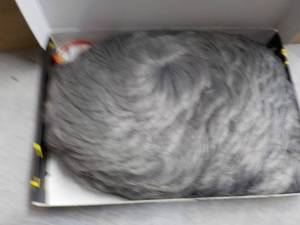 lot 213 image: Grey Wig...