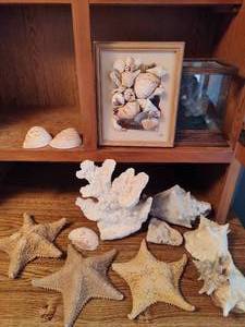 lot 229 image: Lot of Shells, Starfish & Beach Decor