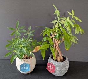 MB - Pair of Potted Plants