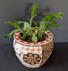 MB - Christmas Cactus Plant in Decorative Ceramic Pot