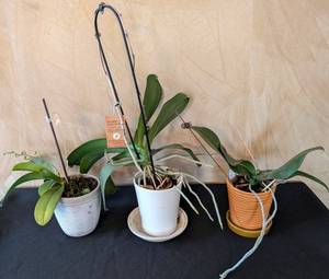 MB - Phalaenopsis Orchid Plants (Lot of 3)