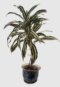 k - Dracaena deremensis Warneckii Variegated Tall Houseplant