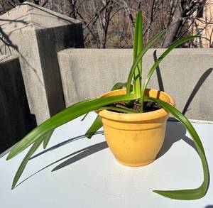 LR -Amaryllis Plant