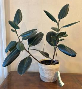 LR - Rubber Plant Ficus Elastica - Live House Plant in Woven Pot
