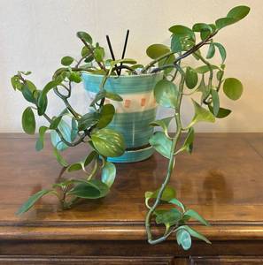 LR - Live Pothos Trailing Houseplant