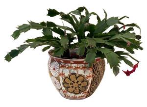 k - Christmas Cactus Plant in Asian-Style Ceramic Planter