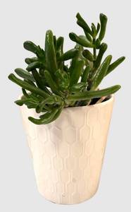 LR - Lovely Live Succulent Plant