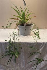 LR - Live Plant  - Trailing Strap-Leaf Houseplant