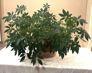 K - Umbrella Plant (Schefflera)
