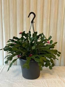 DR - Hanging Plant with Pink Blooms - 17 in Tall (Includes Planter)