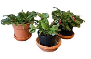 LR - Kalanchoe Blossfeldiana Trio - 6 in Pots