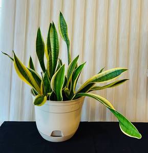 LR - Live Snake Plant Variegated in Pot