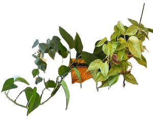 LR - Variegated Pothos Plants (Lot of 2)