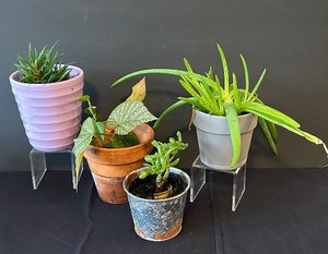 LR - Assorted Small Live Plants (Lot of 4) - 6 in Tall